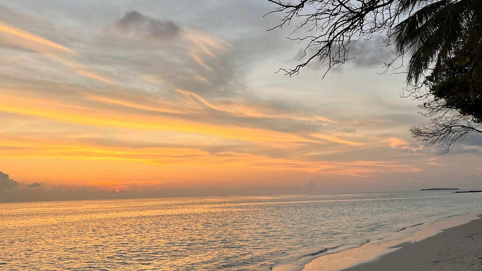Aruba Eagle Beach at sunrise with calm turquoise water and the famous Fofoti tree silhouetted